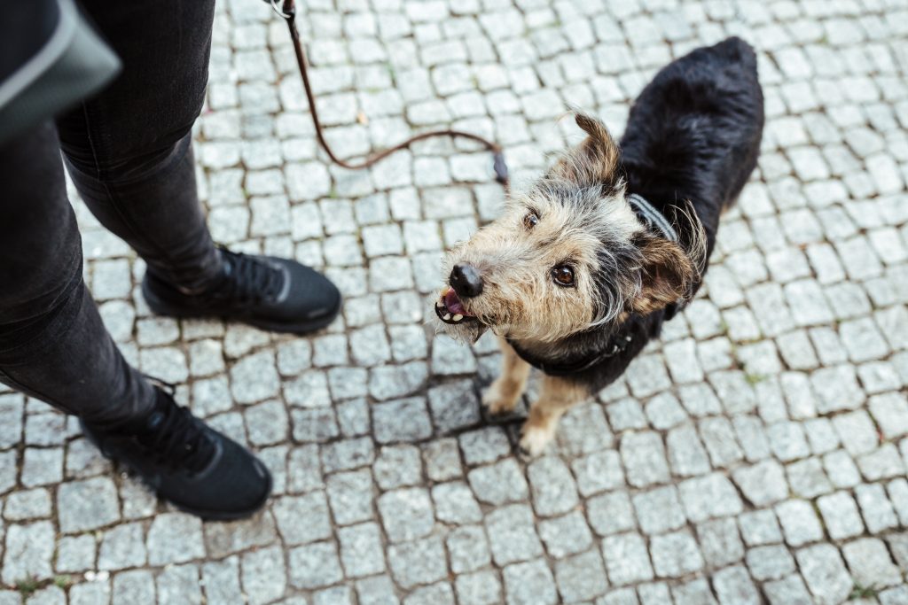 Onlinekurs Mein aufmerksamer Hund! Dog It Right