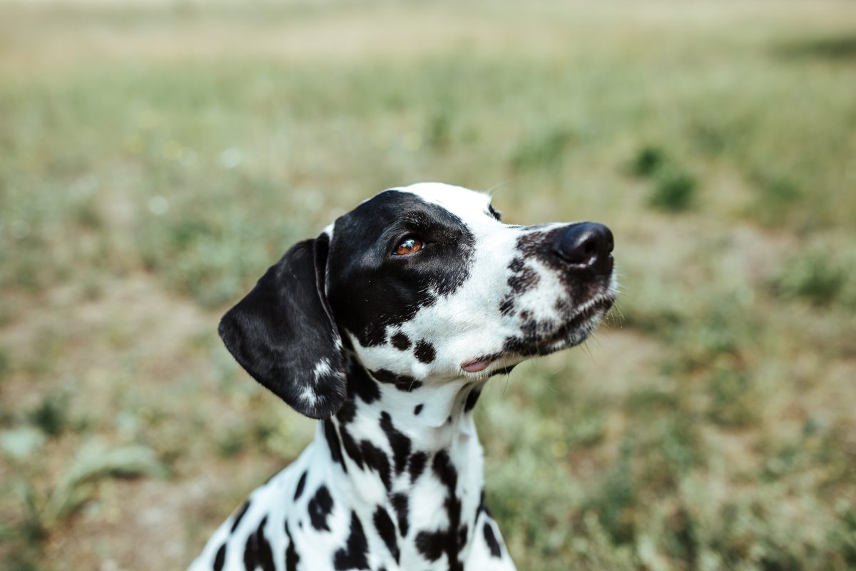 Webinare dein Hundetraining im Wohnzimmer! Dog It Right