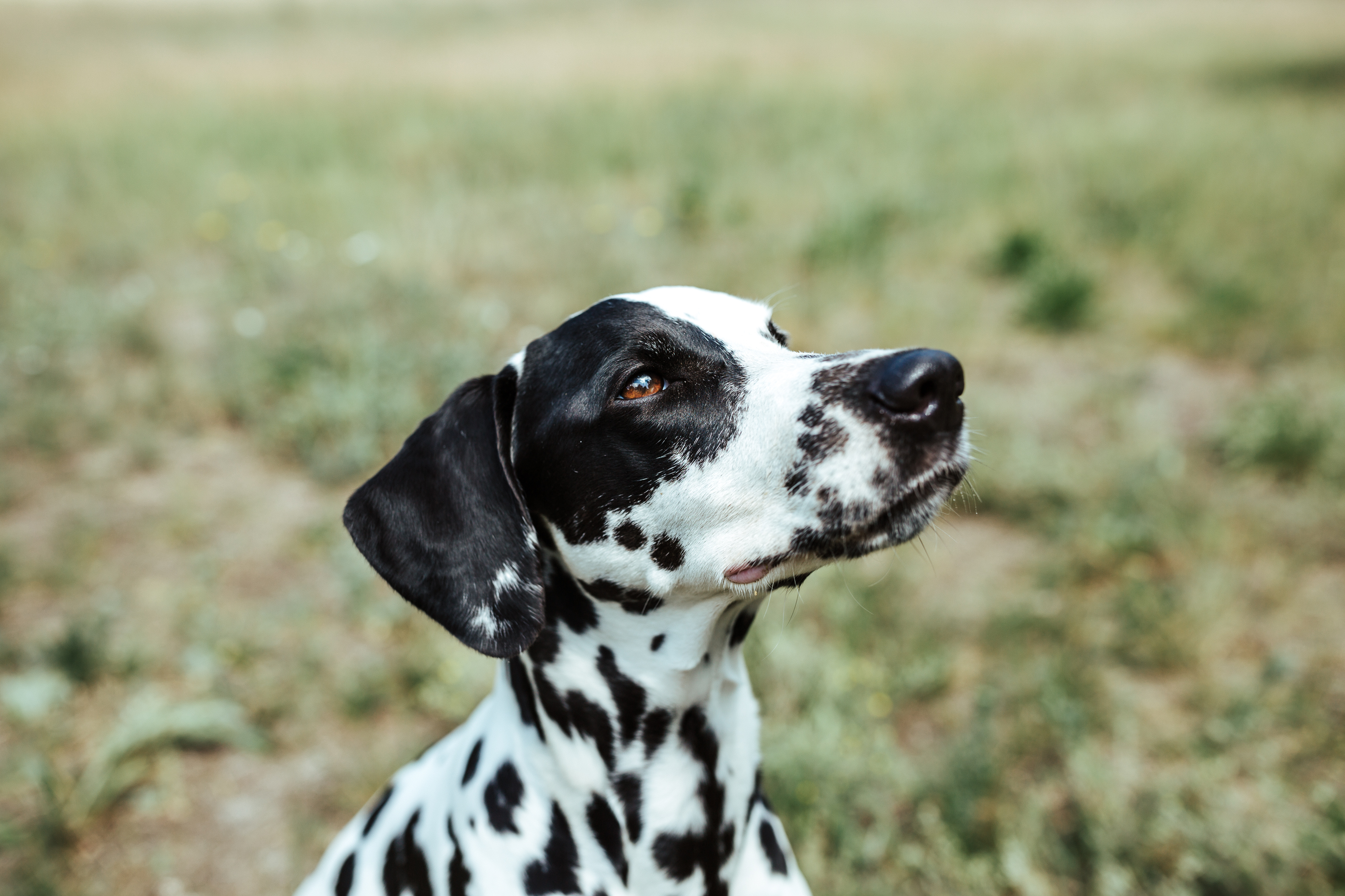 Webinare dein Hundetraining im Wohnzimmer! Dog It Right