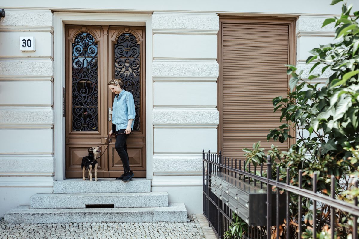 Webinare dein Hundetraining im Wohnzimmer! Dog It Right