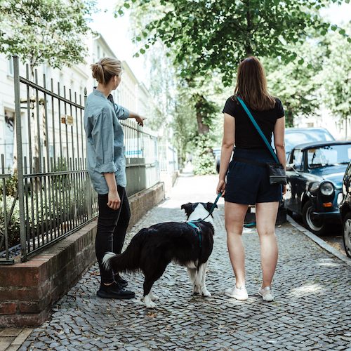 Hundeschule Potsdam 14 Hundeschule Potsdam 14